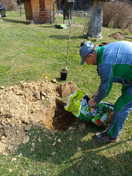 Sajenje medovitih rastlin