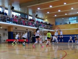 polfinale