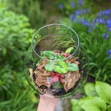 rastlinski-tropski-terarij-tropska-buca