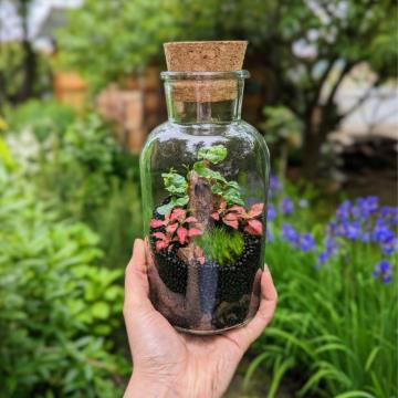 rastlinski-tropski-terarij-zmajevka