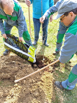 Sajenje medovitih rastlin